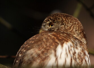 The Eurasian pygmy owl (Glaucidium passerinum) is the smallest owl in Europe. It is a dark reddish to greyish-brown, with spotted sides and half of a white ring around the back of the neck.