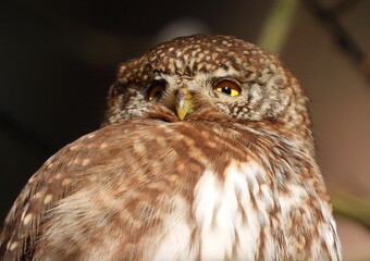 The Eurasian pygmy owl (Glaucidium passerinum) is the smallest owl in Europe. It is a dark reddish to greyish-brown, with spotted sides and half of a white ring around the back of the neck.