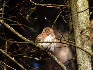 The Eurasian pygmy owl (Glaucidium passerinum) is the smallest owl in Europe. It is a dark reddish to greyish-brown, with spotted sides and half of a white ring around the back of the neck.