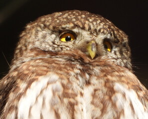 The Eurasian pygmy owl (Glaucidium passerinum) is the smallest owl in Europe. It is a dark reddish to greyish-brown, with spotted sides and half of a white ring around the back of the neck.