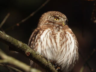 The Eurasian pygmy owl (Glaucidium passerinum) is the smallest owl in Europe. It is a dark reddish to greyish-brown, with spotted sides and half of a white ring around the back of the neck.