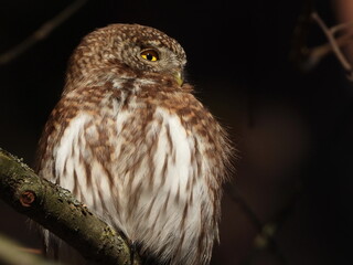 The Eurasian pygmy owl (Glaucidium passerinum) is the smallest owl in Europe. It is a dark reddish to greyish-brown, with spotted sides and half of a white ring around the back of the neck.