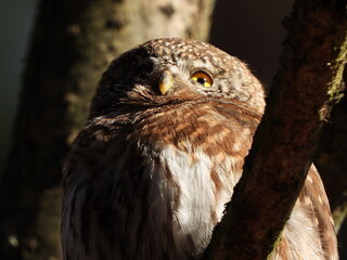 The Eurasian pygmy owl (Glaucidium passerinum) is the smallest owl in Europe. It is a dark reddish to greyish-brown, with spotted sides and half of a white ring around the back of the neck.