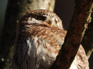 The Eurasian pygmy owl (Glaucidium passerinum) is the smallest owl in Europe. It is a dark reddish to greyish-brown, with spotted sides and half of a white ring around the back of the neck.