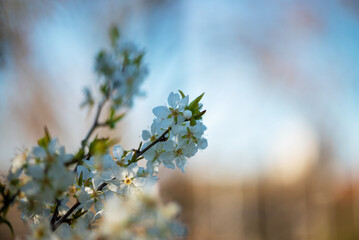 Blooming Buds - A walk to remember