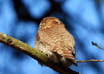 The Eurasian pygmy owl (Glaucidium passerinum) is the smallest owl in Europe. It is a dark reddish to greyish-brown, with spotted sides and half of a white ring around the back of the neck.