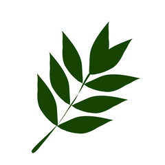 green leaf isolated on white background