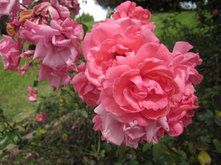 ピンクのクイーンエリザベス