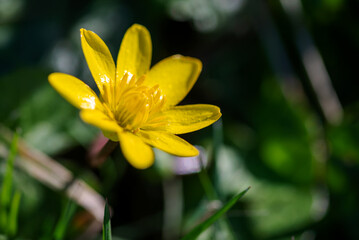 Blooming Buds - A walk to remember