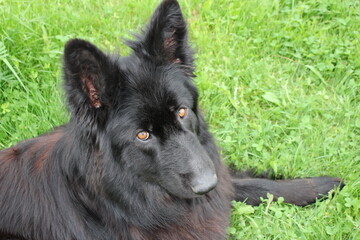  beautiful dog breed of German Shepherd black lies on the grass.