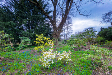 Obraz premium Spring trees
