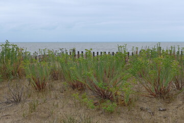 Fototapeta na wymiar Dune protégée. Vue sur la dune protégée par une clôture et les plantes qui poussent dans le sable. En arrière plan l'océan Atlantique. Lutte contre l'érosion. Côte Atlantique, France