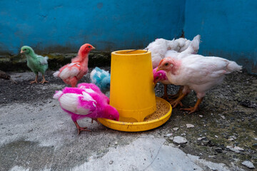 a group of chickens eating pellets