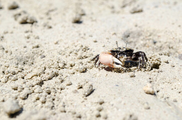 Closeup little crab on beach. High quality photo