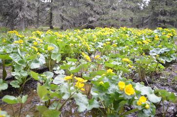 Wonderful yellow flowers in mountain forest. High quality photo