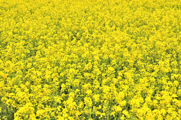 Fototapeta premium 菜の花一面の風景