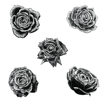 rose flower set hand drawing vector illustration isolated on white background