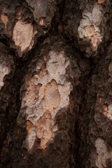 abstract interesting shapes of bark on old tree peeled bark to reveal underside rough textured close up nature in forest woods natural backdrop background or wallpaper vertical format room for type 