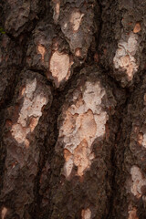 abstract interesting shapes of bark on old tree peeled bark to reveal underside rough textured close up nature in forest woods natural backdrop background or wallpaper vertical format room for type 