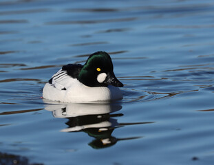 Common goldeneye