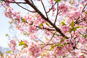 河津桜