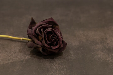 A dry red rose on a dark background.