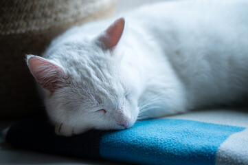 White cat slips on a blue blanket.
