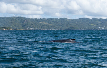 The fin of a humpback whale appearing above the surface of the Atlantic Ocean.