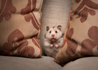 Hamster sitting on a sofa