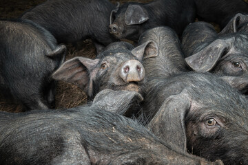 Large Black Pig piglets