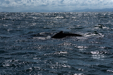 Fototapeta premium The fin of a humpback whale appearing above the surface of the Atlantic Ocean.