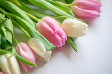 Pink and white tulips in close-up	