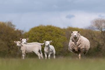 Sheep and lambs standing in a field