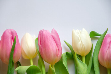 Fototapeta premium Pink and white tulips in close-up