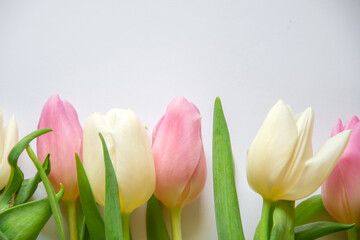 Pink and white tulips in close-up	