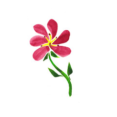 watercolour floral, delicate flowers, yellow,red and pink flowers,