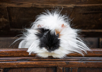 Fluffy white guinea pig peering out of a wooden box