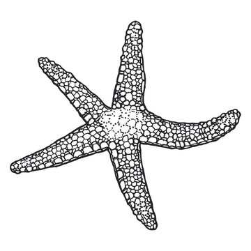 recommend clip art: Starfish outline hand-drawn sketch. Marine star doodle. Ink outline of starfish. Monochrome outlines isolated on white background. Wildlife sketch for posters, decoration and print.