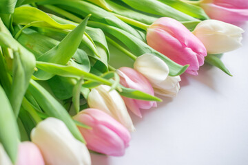 Pink and white tulips in close-up	