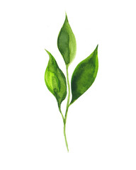 watercolour floral, delicate flowers, yellow,red and pink flowers,