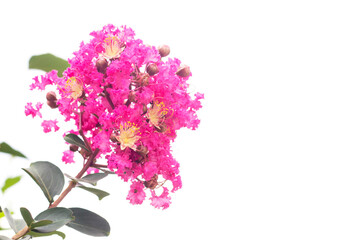 Beautiful Crape myrtle, Lagerstroemia, Crape flower (Indian Lilac) bloom in the garden  isolated on white background.