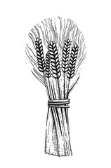 Wheat sheaf, grain vector illustration. Hand draw wheat ears bunch. Ear bundle sketch. Cereal bread sketched concept. Black line art drawing, ear crop isolated on white background.