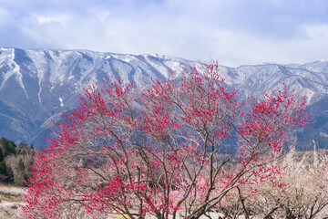 満開の梅の花と残雪の山麓・いなべ市農業公園