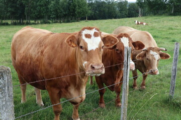 animaux, vache, marron, vert, nature