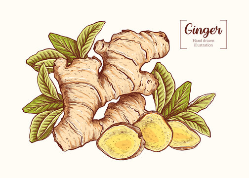 Ginger with leaves in vintage engraving style. Sliced ginger root. Vector Hand Drawn. Sketch Botanical Illustration. Eco healthy food. Superfood. Menu design, restaurant, shop