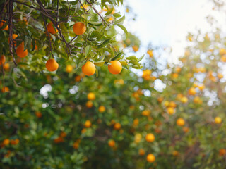 Orange garden orplantations, summer background. Turkey district of city of Demre. Trees with fruits.