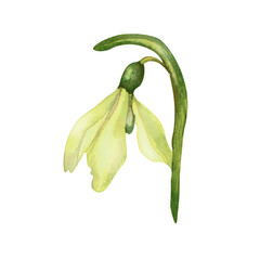 Snowdrop spring flower watercolor illustration isolated on white