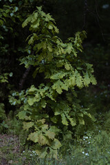 Young oak tree in dense forest 