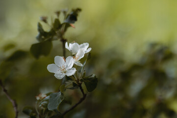 White apple flowers. spring forest 