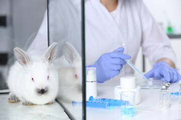Rabbit in glass box on table and scientist working with microscope at chemical laboratory, closeup. Animal testing - obrazy, fototapety, plakaty